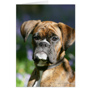 Capture d'écran du chien de boxe