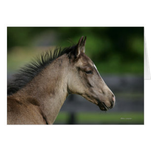 Capture d'écran du poulain du cheval de quart
