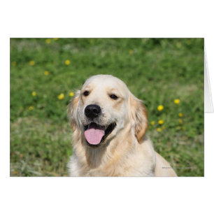 Capture d'écran Golden Retriever 1