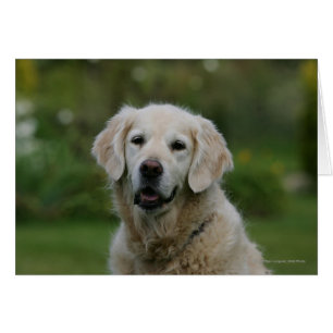 Capture d'écran Golden Retriever 2