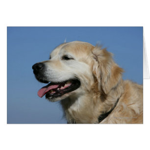Capture d'écran Golden Retriever 4