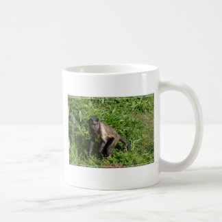 Capuchin-Affe, der für die Kamera überfällt Kaffeetasse