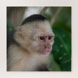 Capuchin monkey