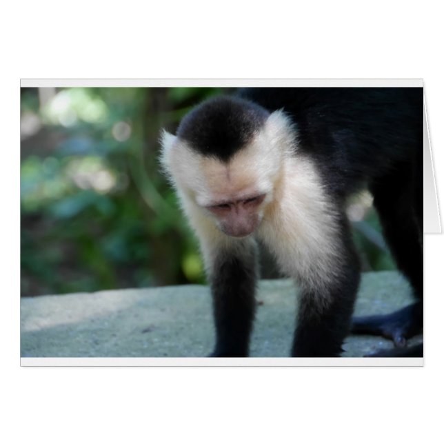 Capuchin Monkey.JPG (Vorderseite (Horizontal))