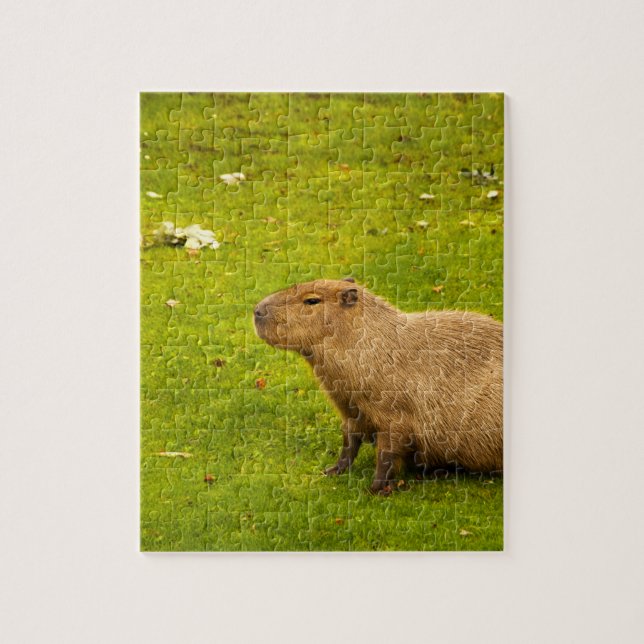 Capybara (Vertikal)