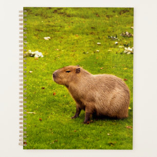 Capybara