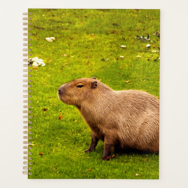 Capybara (Devant)