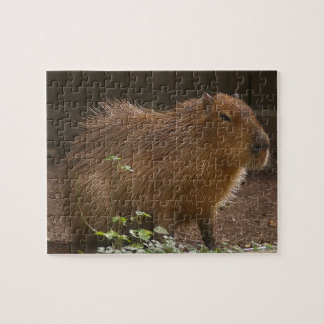 Capybara (Horizontal)