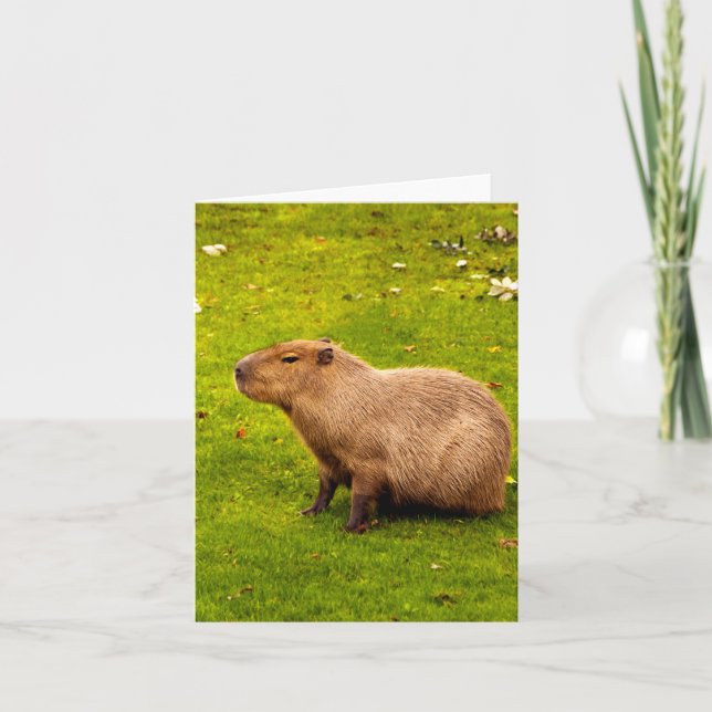 Capybara (Devant)