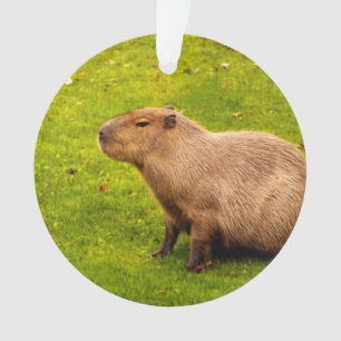 Capybara