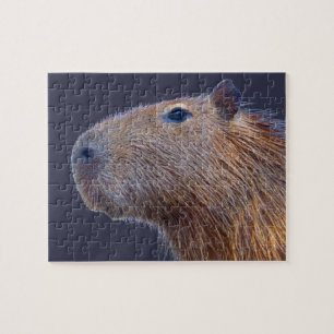 Capybara