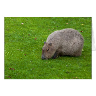 Capybara Animal Incroyable