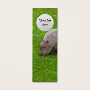 Capybara Animal Incroyable