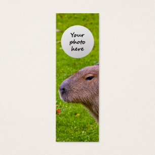Capybara Animal Incroyable
