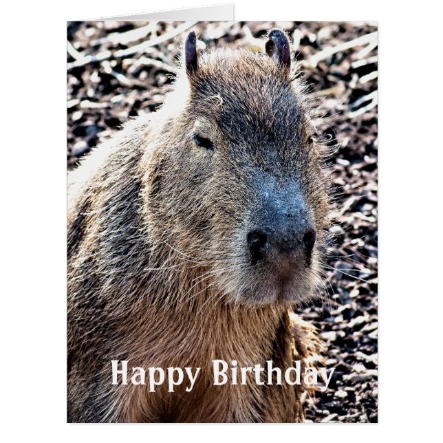 CAPYBARA ANIMAL SAUVAGE (Devant)