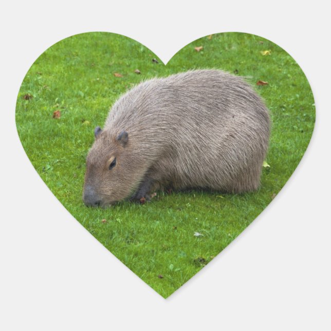 Capybara-Aufkleber Herz-Aufkleber (Vorderseite)