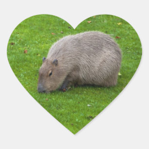 Capybara-Aufkleber Herz-Aufkleber