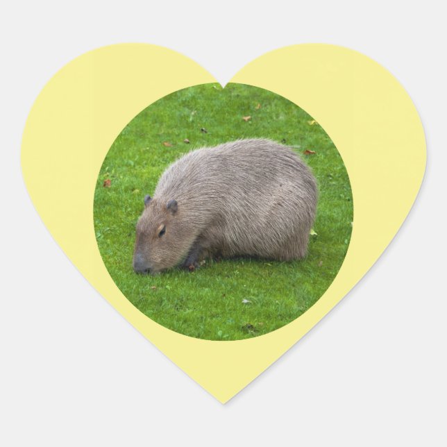 Capybara-Aufkleber Herz-Aufkleber (Vorderseite)