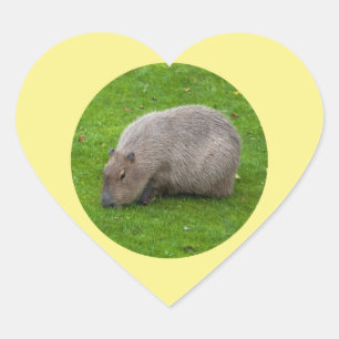 Capybara-Aufkleber Herz-Aufkleber