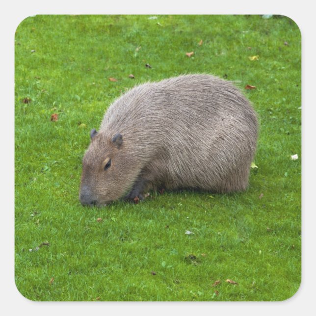 Capybara-Aufkleber Quadratischer Aufkleber (Vorderseite)