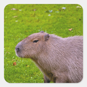 Capybara-Aufkleber Quadratischer Aufkleber