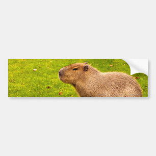 Capybara Autoaufkleber