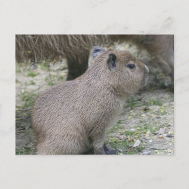 Capybara Babay Postkarte (Vorderseite)