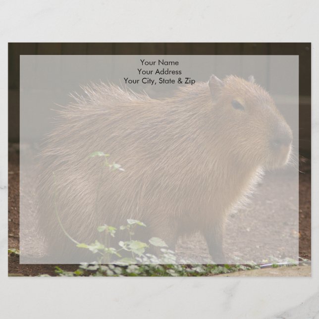 Capybara Briefkopf (Vorderseite)
