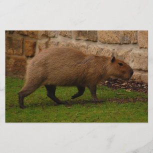 Capybara Briefpapier