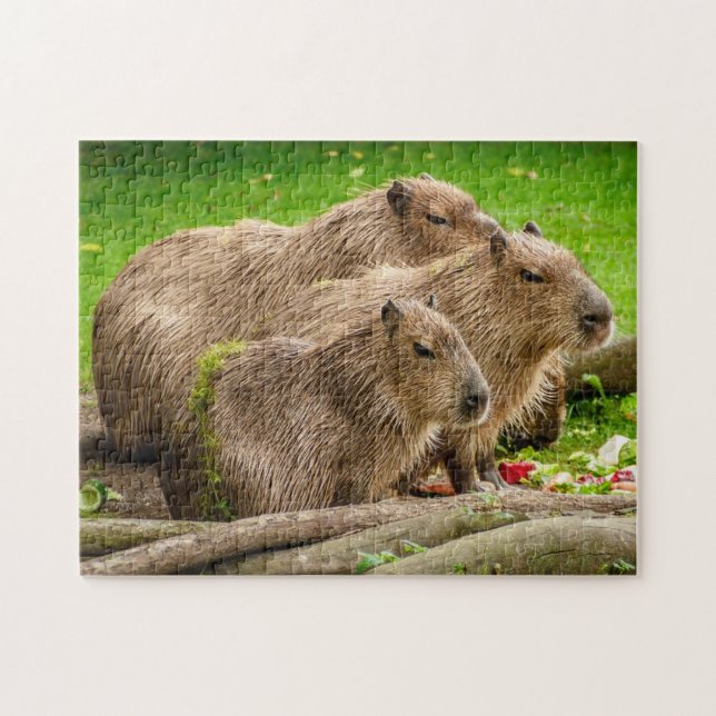 Capybara-Familien-Foto-Puzzlespiel (Horizontal)