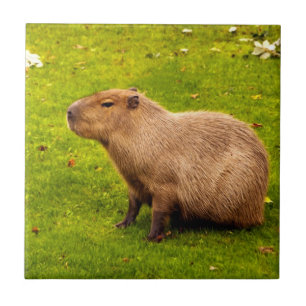 Capybara Fliese