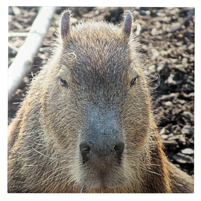 CAPYBARA FLIESE (Vorderseite)