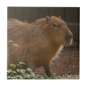 Capybara Fliese