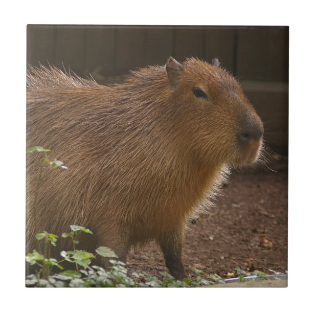 Capybara Fliese (Vorderseite)