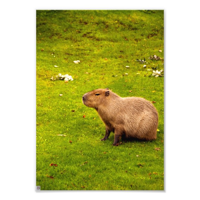 Capybara Fotodruck (Vorne)