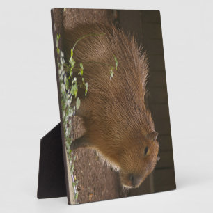 Capybara Fotoplatte