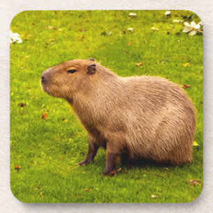 Capybara Getränkeuntersetzer
