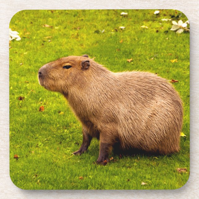 Capybara Getränkeuntersetzer (Vorderseite)