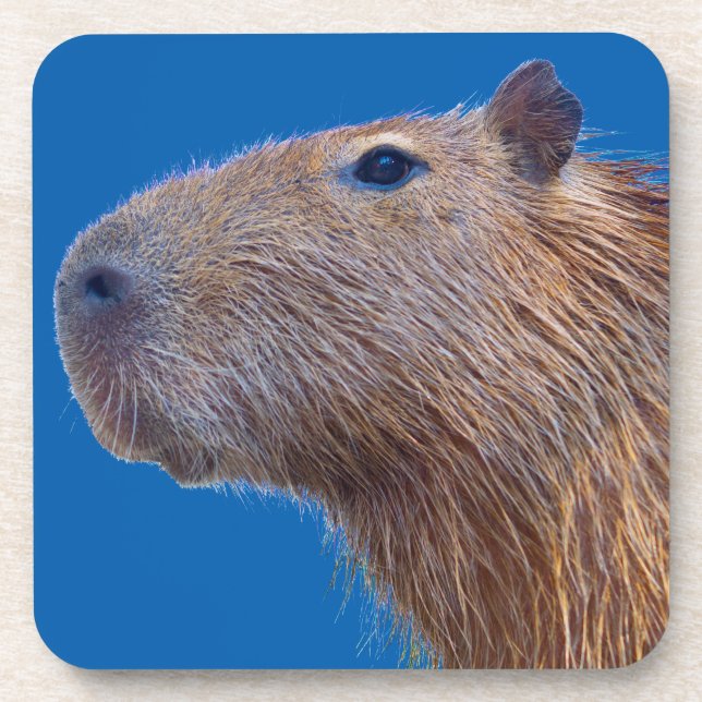 Capybara Getränkeuntersetzer (Vorderseite)