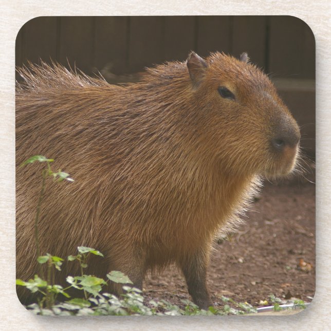 Capybara Getränkeuntersetzer (Vorderseite)