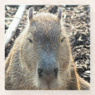 CAPYBARA GLASUNTERSETZER