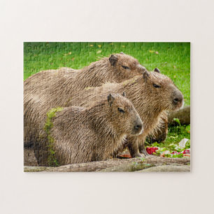 Capybara-Gruppe