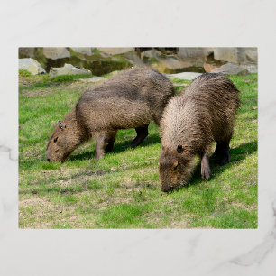 Capybara hydrochaeris folien feiertagspostkarte