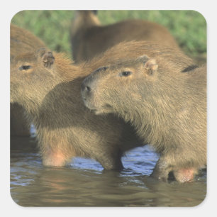 Capybara, Hydrochaeris hydrochaeris), Welt Quadratischer Aufkleber