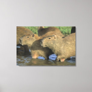 Capybara, Hydrochaeris hydrochaeris), Welts Leinwanddruck
