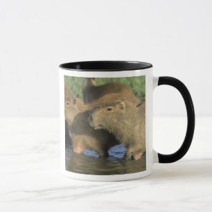 Capybara, Hydrochaeris hydrochaeris), Welts Tasse