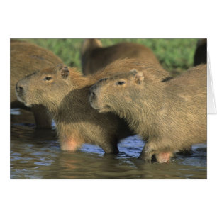 Capybara, Hydrochaeris hydrochaeris), weltweit