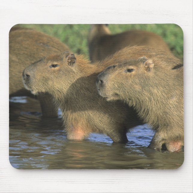 Capybara, Hydrochaeris hydrochaeris), weltweit Mousepad (Vorne)