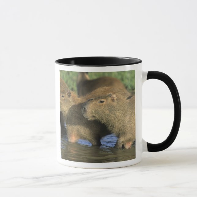 Capybara, Hydrochaeris hydrochaeris), weltweit Tasse (Rechts)