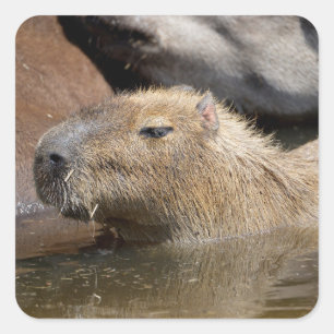 Capybara im Wasser Quadratischer Aufkleber